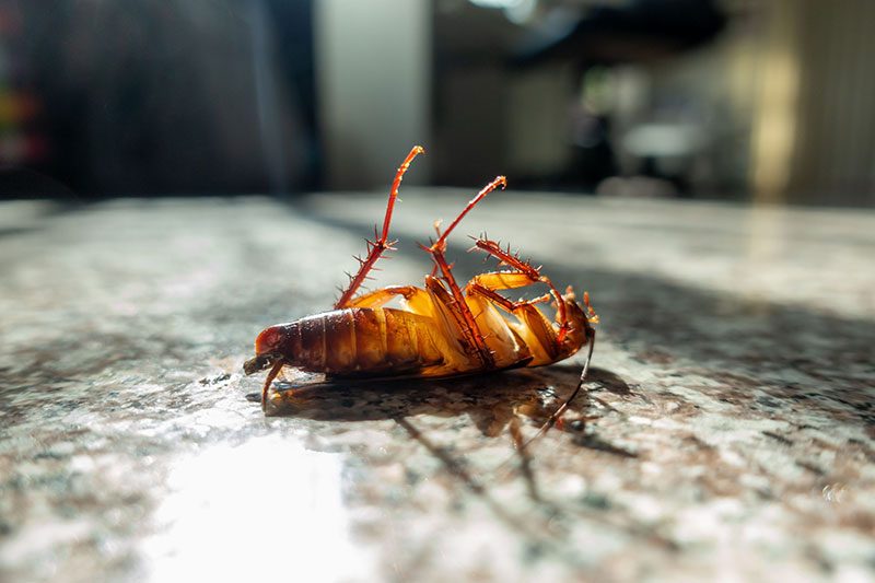 Cockroach treatment service image
