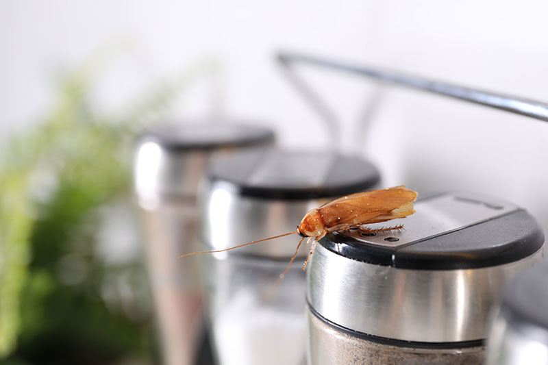 Cockroach inspection close-up image