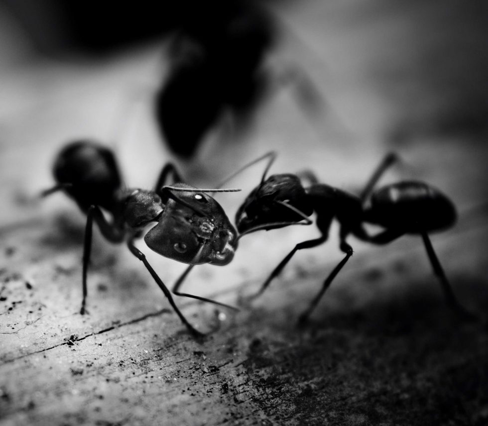 Ant pest control service in Brisbane