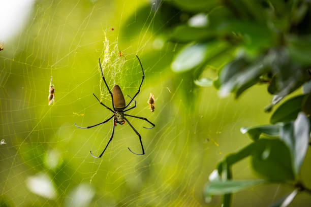 Spider pest control service in Brisbane