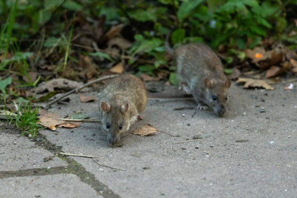 Rodent pest control service in Brisbane