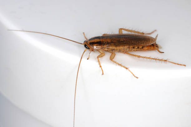 Cockroach pest control service in Brisbane