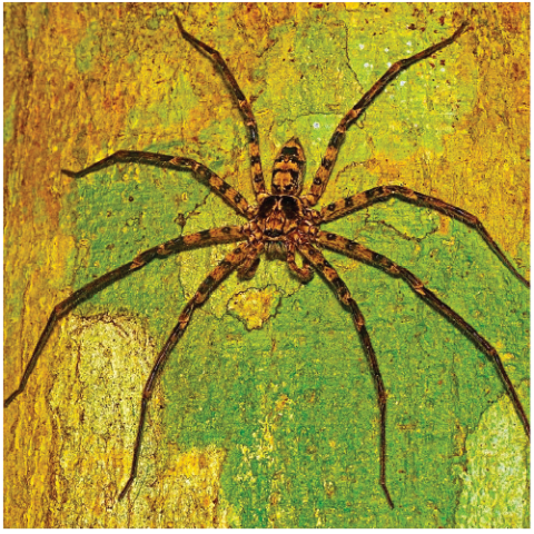 Spider treatment service image